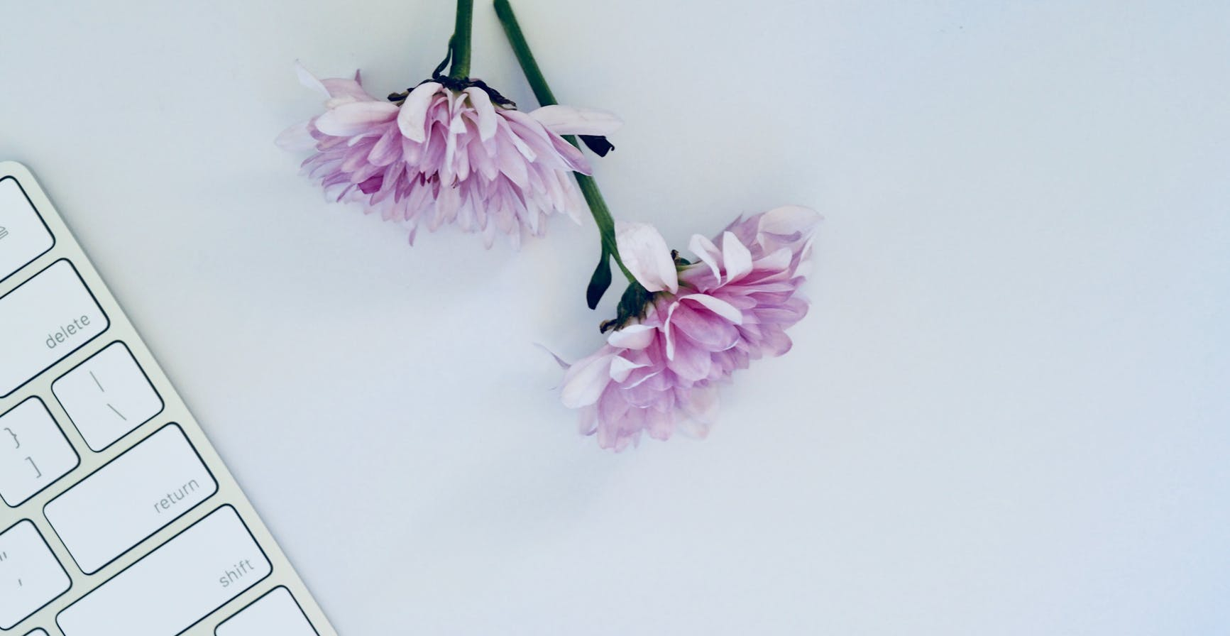 two purple flowers and white keyboard